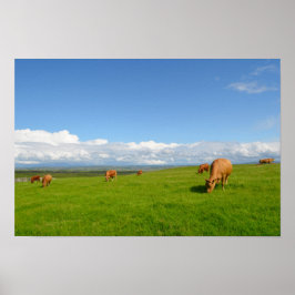 Póster Vacas pastoreando en una pradera en el poster irla