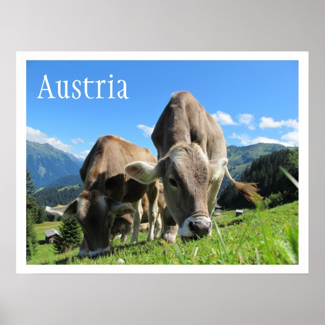 Póster Vacas rastrando en las montañas, Alpes austríacos (Frente)