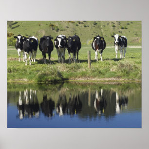 Póster Vacas reflejadas en el canal, Henley, la llanura d