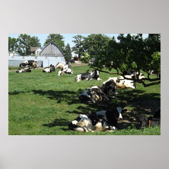 Póster Vacas restantes en la fotografía agrícola en poste (Frente)