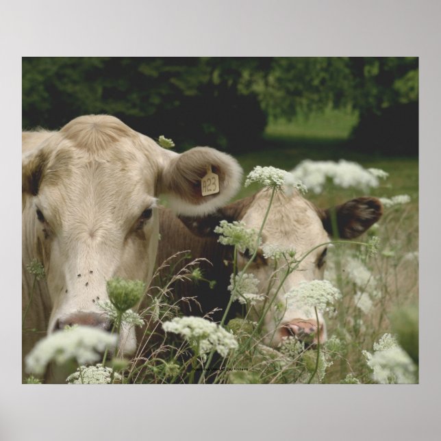 Póster Vacas sospechosas (Frente)
