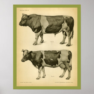 Póster Vacuna de vaca Vintage Anatomía Veterinaria Impres