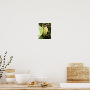 Póster vaina de cacao