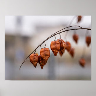 Póster Vainas de semillas de otoño oxidadas