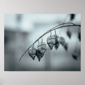 Póster Vainas de semillas monocromas en una rama húmeda p