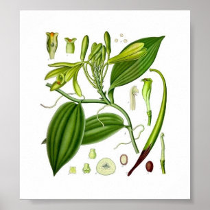 Póster Vainilla Botánica