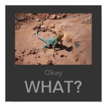 Vale, ¿Qué? Poster Lizard de Collared