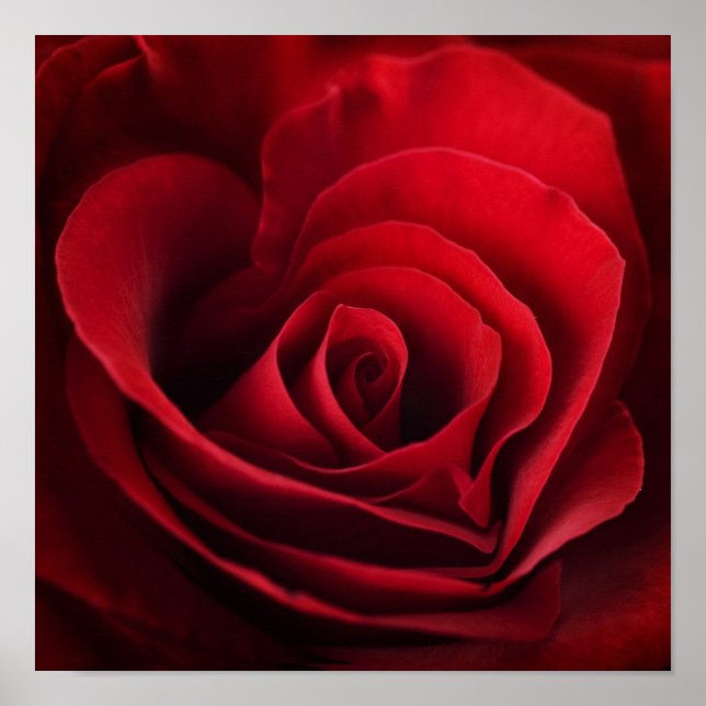 Póster Valentine Red Rose (Frente)