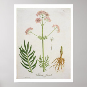 Póster Valerian de 'Phytographie Medicale' de Joseph Ro