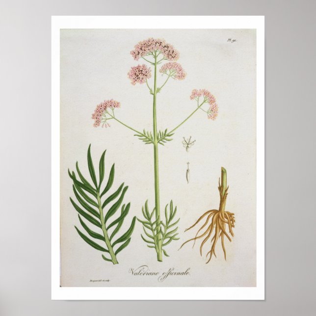 Póster Valerian de 'Phytographie Medicale' de Joseph Ro (Frente)