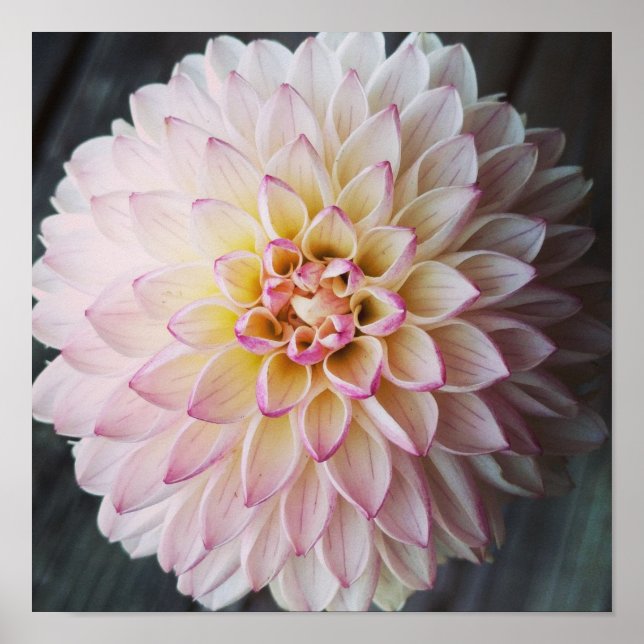 Póster Valle Porcupine Rubor Dahlia Flower (Frente)