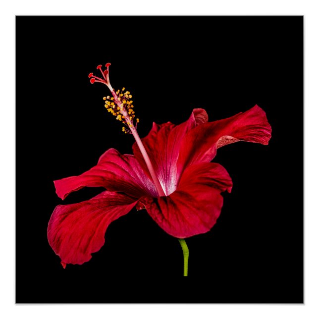 Póster Valor de la flor de hibisco rojo vista lateral (Anverso)