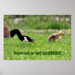 Póster Vamoose Poster