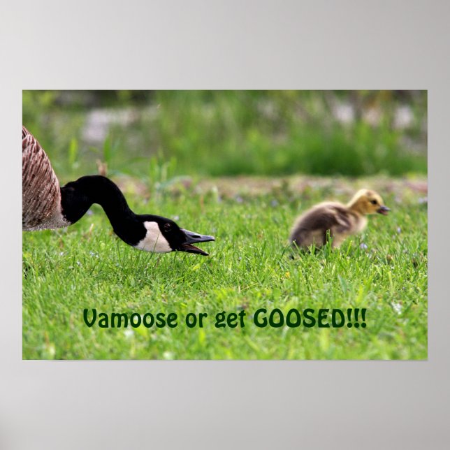 Póster Vamoose Poster (Frente)