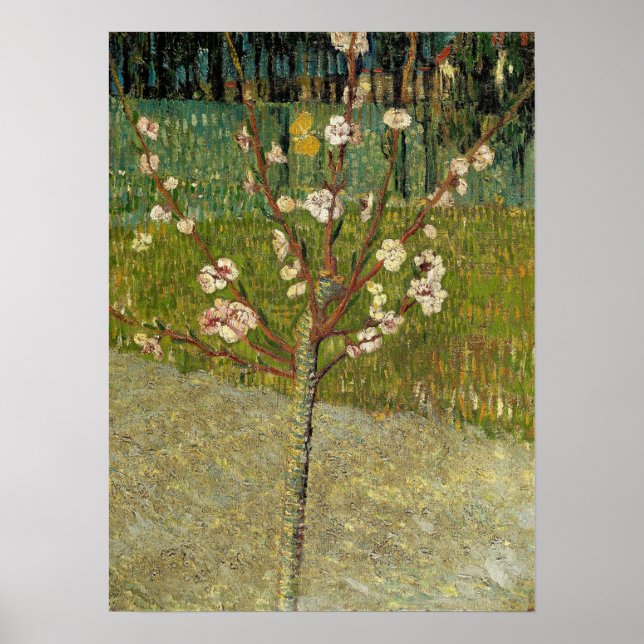 Póster Van Gogh - Almendro en flor (Frente)