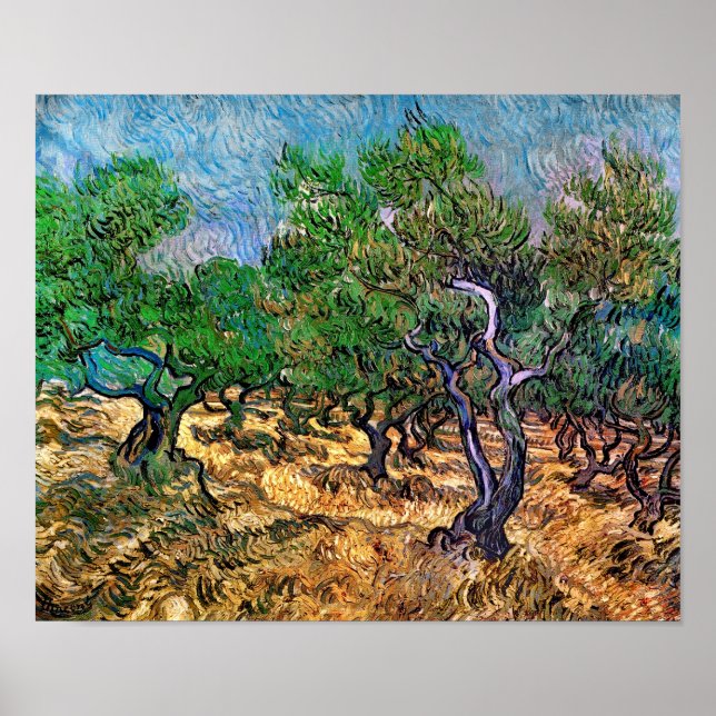 Póster Van Gogh - Olivar (Frente)