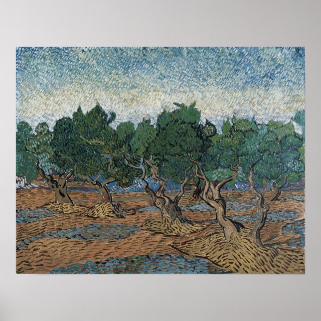 Póster Van Gogh - Olive Grove (Frente)
