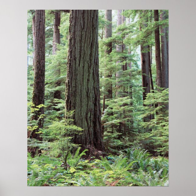 Póster Vancouver Island, MacMillan Provincial Park 1 (Frente)