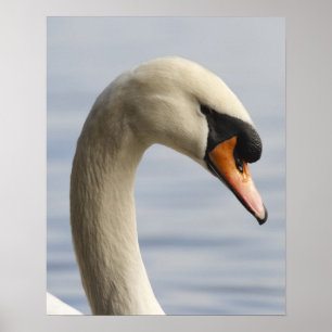 Póster Vancouver, Parque Stanley, Cisne Mudo (Cygnus olor