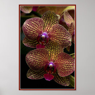 Póster Vanda Orchids Poster
