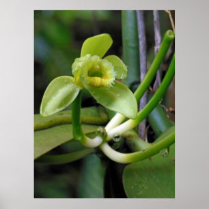 Póster Vanilla Orchid
