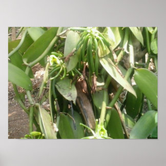 Póster Vanilla Planifolia Orchid