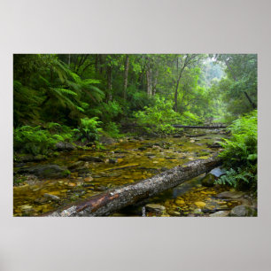 Póster Vapor de agua en el bosque, montano Knysna-Amatole
