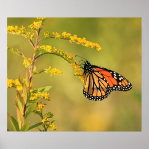 Póster Vara de oro de la mariposa de monarca