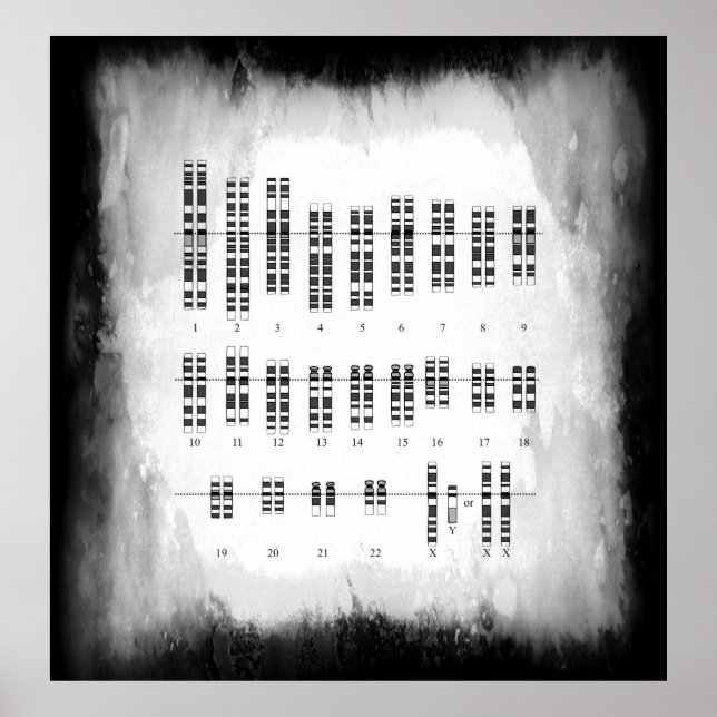 PÓSTER VARIACIÓN GENÉTICA HUMANA - KARYOTYPE (Frente)