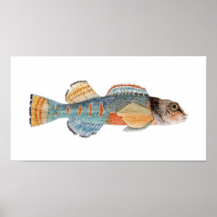 Póster Varíe el Darter