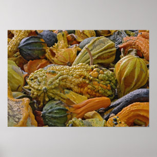 Póster Variedad de calabaza