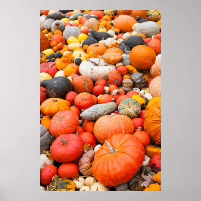 Póster Variedad de calabaza a la venta, Alemania (Frente)