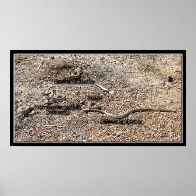 Póster Variedad De Congresistas, Arizona Rattlesnakes (Frente)