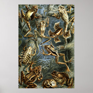 Póster Variedad de Ernst Haeckel de ranas exóticas: