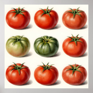 Póster Variedad de Tomate Antiguo Botánico Grid