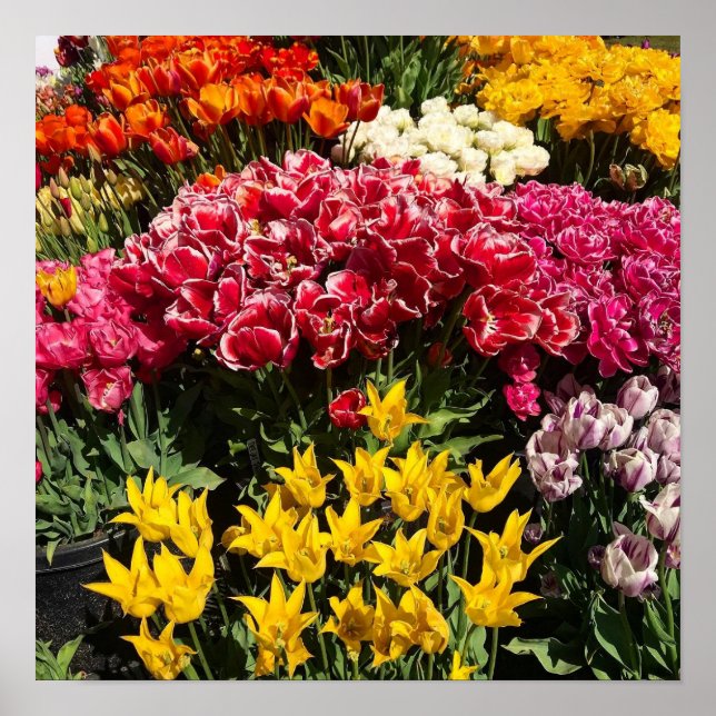 Póster Variedad de Tulipanes (Frente)