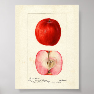 Póster Variedad Shasta de Acuarela Pomológica