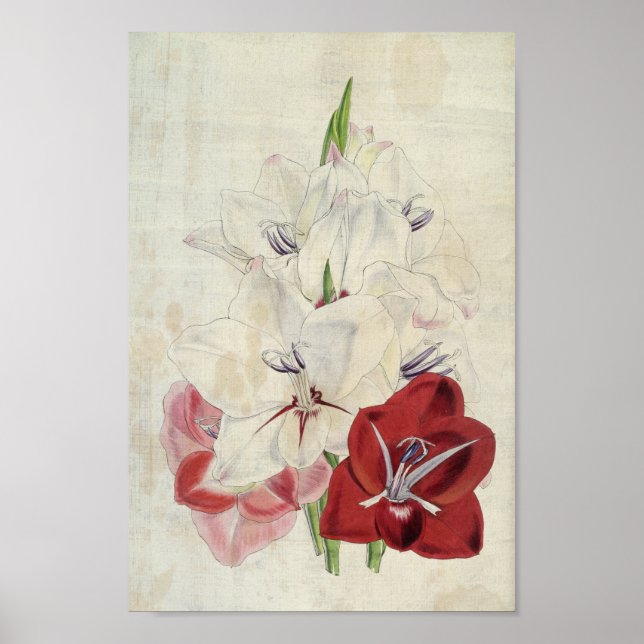 Póster Variedades botánicas de Gladiolus (Frente)