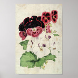 Póster Variedades botánicas vintage de Pelargoniums