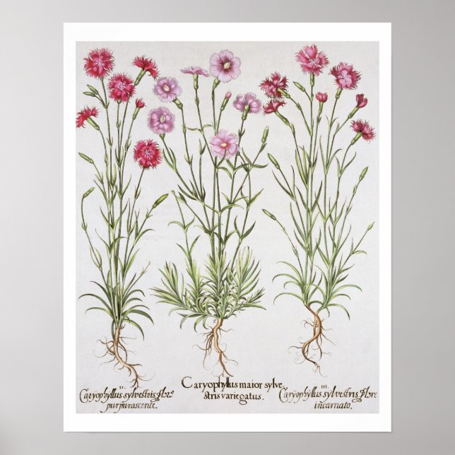 Póster Variedades de Dianthus, del 'Hortus Ey (Frente)
