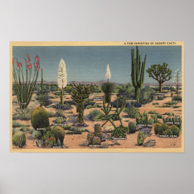 Póster Variedades del desierto de Cacti (Frente)