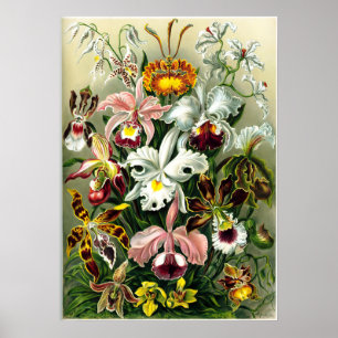 Póster Variedades litográficas de Orquídeas de Ernst Haec