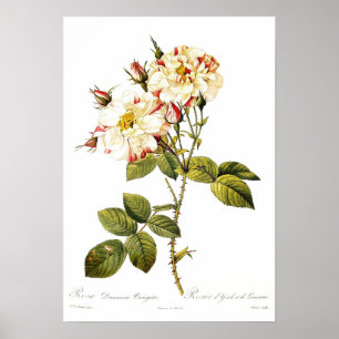 Póster Variegata del damascena de Rosa