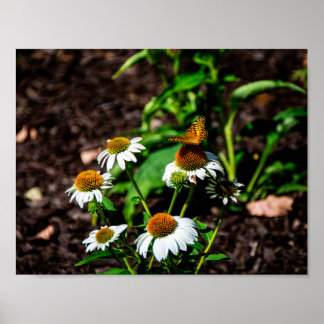 Póster Variegated Fritillary Butterfly