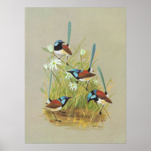 Póster Varieged Wren - Malurus lamberti