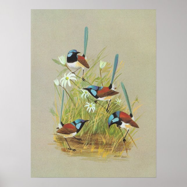 Póster Varieged Wren - Malurus lamberti (Frente)