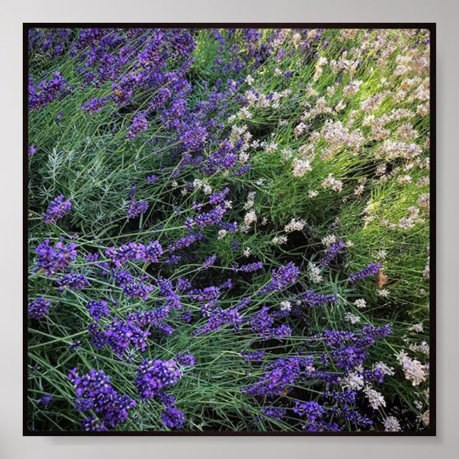 Póster Variety of Lavender (Frente)