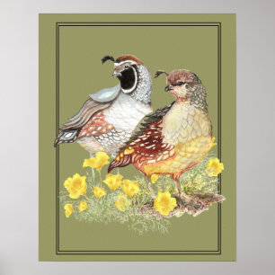 Póster Varón y hembra originales de las codornices de