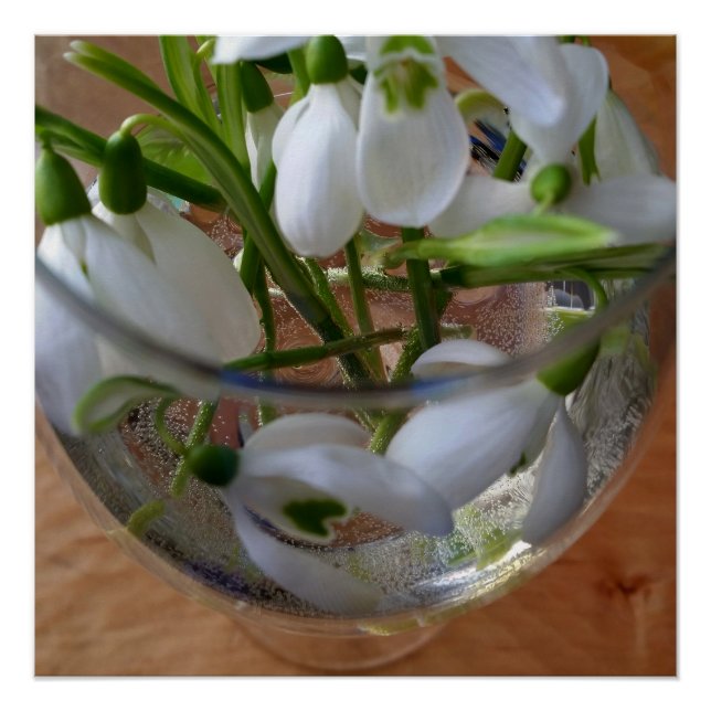 Póster vaso de gotas de nieve (Anverso)