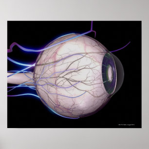 Póster Vasos de sangre del ojo